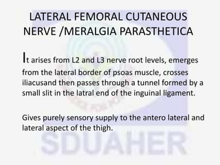 LATERAL FEMORAL CUTANEOUS
NERVE /MERALGIA PARASTHETICA
It arises from L2 and L3 nerve root levels, emerges
from the lateral border of psoas muscle, crosses
iliacusand then passes through a tunnel formed by a
small slit in the latral end of the inguinal ligament.
Gives purely sensory supply to the antero lateral and
lateral aspect of the thigh.
 