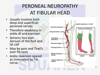 PERONEAL NEUROPATHY
AT FIBULAR HEAD
• Usually involves both
deep and superficial
peroneal nerves
• Therefore weakness in
ankle df and eversion
• Sensory loss over
dorsum of the foot and
lat calf
• May be pain and Tinel’s
over fib neck
• Ankle inversion spared
as innervated by Tib
nerve.
 