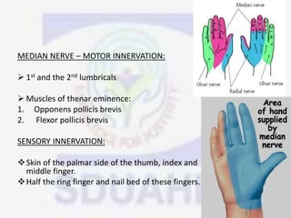 MEDIAN NERVE – MOTOR INNERVATION:
 1st and the 2nd lumbricals
 Muscles of thenar eminence:
1. Opponens pollicis brevis
2. Flexor pollicis brevis
SENSORY INNERVATION:
Skin of the palmar side of the thumb, index and
middle finger.
Half the ring finger and nail bed of these fingers.
 