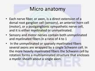 Micro anatomy
• Each nerve fiber, or axon, is a direct extension of a
dorsal root ganglion cell (sensory), an anterior horn cell
(motor), or a postganglionic sympathetic nerve cell,
and it is either myelinated or unmyelinated.
• Sensory and motor nerves contain both unmyelinated
and myelinated fibers in a ratio of 4 to 1
• In the unmyelinated or sparsely myelinated fibers
several axons are wrapped by a single Schwann cell. In
the more heavily myelinated fibers the Schwann cell by
rotation forms a multilaminated structure that encloses
a myelin sheath about a single axon.
 