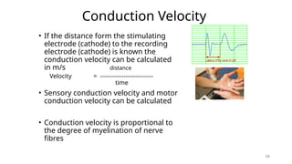 Comprehensive Overview of Nerve Conduction, Neurotransmitters, and ...