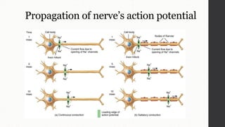 Propagation of nerve’s action potential
 