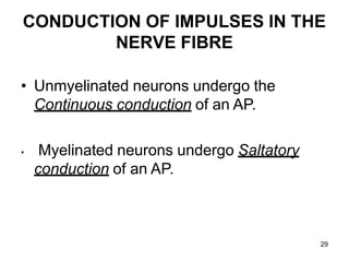 29
CONDUCTION OF IMPULSES IN THE
NERVE FIBRE
• Unmyelinated neurons undergo the
Continuous conduction of an AP.
• Myelinated neurons undergo Saltatory
conduction of an AP.
 