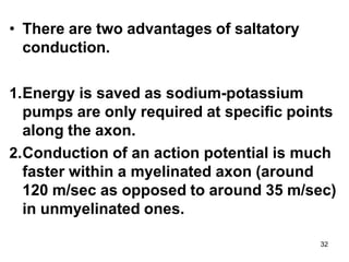 32
• There are two advantages of saltatory
conduction.
1.Energy is saved as sodium-potassium
pumps are only required at specific points
along the axon.
2.Conduction of an action potential is much
faster within a myelinated axon (around
120 m/sec as opposed to around 35 m/sec)
in unmyelinated ones.
 