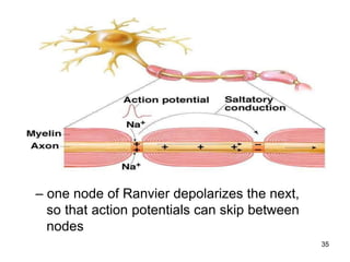 – one node of Ranvier depolarizes the next,
so that action potentials can skip between
nodes
35
 