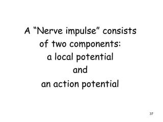 37
A “Nerve impulse” consists
of two components:
a local potential
and
an action potential
 