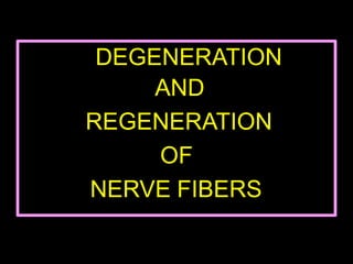 DEGENERATION
AND
REGENERATION
OF
NERVE FIBERS
 