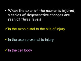 • When the axon of the neuron is injured,
a series of degenerative changes are
seen at three levels
In the axon distal to the site of injury
In the axon proximal to injury
In the cell body
 