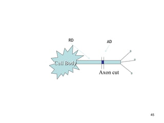 Cell Body
Axon cut
AD
RD
45
 