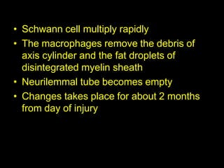 • Schwann cell multiply rapidly
• The macrophages remove the debris of
axis cylinder and the fat droplets of
disintegrated myelin sheath
• Neurilemmal tube becomes empty
• Changes takes place for about 2 months
from day of injury
 