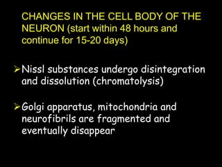 CHANGES IN THE CELL BODY OF THE
NEURON (start within 48 hours and
continue for 15-20 days)
Nissl substances undergo disintegration
and dissolution (chromatolysis)
Golgi apparatus, mitochondria and
neurofibrils are fragmented and
eventually disappear
 