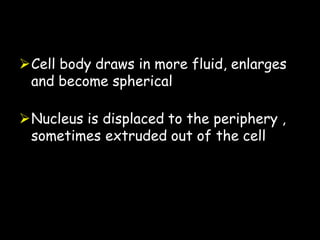 Cell body draws in more fluid, enlarges
and become spherical
Nucleus is displaced to the periphery ,
sometimes extruded out of the cell
 