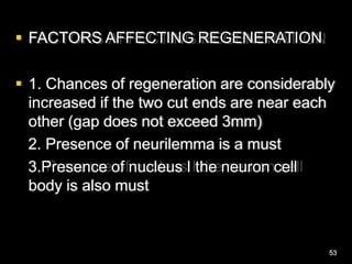  FACTORS AFFECTING REGENERATION
 1. Chances of regeneration are considerably
increased if the two cut ends are near each
other (gap does not exceed 3mm)
2. Presence of neurilemma is a must
3.Presence of nucleus I the neuron cell
body is also must
53
 