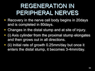 REGENERATION IN
PERIPHERAL NERVES
 Recovery in the nerve cell body begins in 20days
and is completed in 80days.
 Changes in the distal stump and at site of injury.
 (i) Axis cylinder from the proximal stump elongates
and then grows out in all directions.
 (ii) Initial rate of growth 0.25mm/day but once it
enters the distal stump, it becomes 3-4mm/day.
54
 