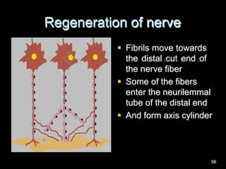 Regeneration of nerve
 Fibrils move towards
the distal cut end of
the nerve fiber
 Some of the fibers
enter the neurilemmal
tube of the distal end
 And form axis cylinder
56
 