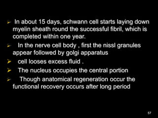  In about 15 days, schwann cell starts laying down
myelin sheath round the successful fibril, which is
completed within one year.
 In the nerve cell body , first the nissl granules
appear followed by golgi apparatus
 cell looses excess fluid .
 The nucleus occupies the central portion
 Though anatomical regeneration occur the
functional recovery occurs after long period
57
 