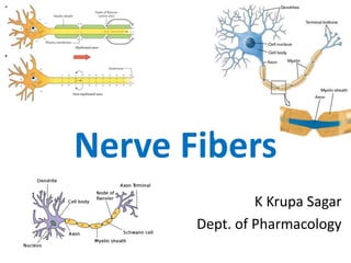 Nerve Fibers
K Krupa Sagar
Dept. of Pharmacology
 