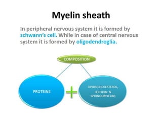 Myelin sheath
 