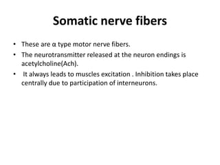 Somatic nerve fibers
• These are α type motor nerve fibers.
• The neurotransmitter released at the neuron endings is
acetylcholine(Ach).
• It always leads to muscles excitation . Inhibition takes place
centrally due to participation of interneurons.
 