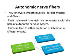 Autonomic nerve fibers
• They innervate smooth muscles , cardiac muscles
and Glands.
• Their main work is to maintain homeostasis with the
help of autonomic nervous system.
• They can lead to either excitation or inhibition of
Effector organs.
 