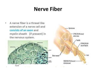 Nerve Fiber
 