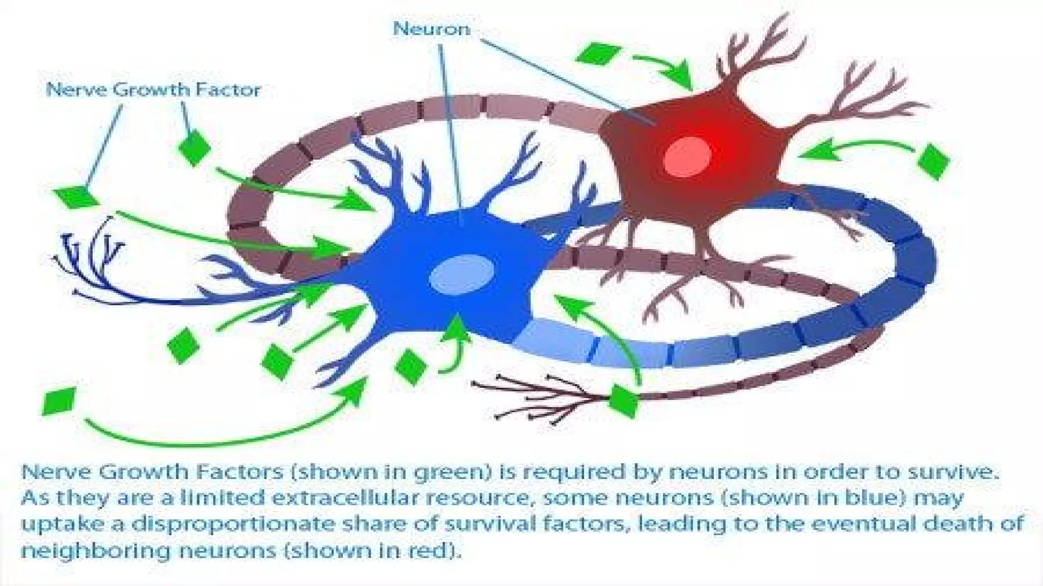 Nerve Growth Factor | PDF