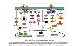 NERVE GROWTH FACTOR and role of nerve growth factors in the body . | PPTX