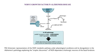NERVE GROWTH FACTOR and role of nerve growth factors in the body . | PPTX