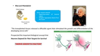 NERVE GROWTH FACTOR and role of nerve growth factors in the body . | PPTX