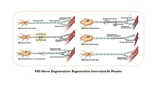 NERVE GROWTH FACTOR and role of nerve growth factors in the body . | PPTX