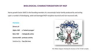 NERVE GROWTH FACTOR and role of nerve growth factors in the body . | PPTX