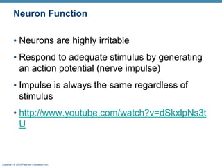 Copyright © 2010 Pearson Education, Inc.
Neuron Function
• Neurons are highly irritable
• Respond to adequate stimulus by generating
an action potential (nerve impulse)
• Impulse is always the same regardless of
stimulus
• http://www.youtube.com/watch?v=dSkxlpNs3t
U
 