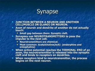 Synapse
   JUNCTION BETWEEN A NEURON AND ANOTHER
    CELL(MUSCLE OR GLAND) OR NEURON.
   Axon of neuron and dendrite of another do not actually
    touch:
       Small gap between them: Synaptic cleft.
   Synapses use NEUROTRANSMITTERS to pass the
    impulse to the next cell.
       Neurotransmitters are chemical.
       Most common: Acetylcholine(Ach) (endorphins and
        enkephalins)
   When action potential reaches the TERMINAL END of an
    axon, the neurotransmitter is released into the synaptic
    cleft and binds to receptors on dendrites.
   When receptors bind to neurotransmitter, the process
    begins on the next neuron.
 