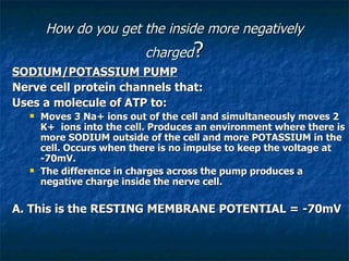 How do you get the inside more negatively
                           charged?
SODIUM/POTASSIUM PUMP
Nerve cell protein channels that:
Uses a molecule of ATP to:
      Moves 3 Na+ ions out of the cell and simultaneously moves 2
       K+ ions into the cell. Produces an environment where there is
       more SODIUM outside of the cell and more POTASSIUM in the
       cell. Occurs when there is no impulse to keep the voltage at
       -70mV.
      The difference in charges across the pump produces a
       negative charge inside the nerve cell.

A. This is the RESTING MEMBRANE POTENTIAL = -70mV
 