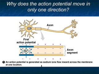 Why does the action potential move in
        only one direction?
 