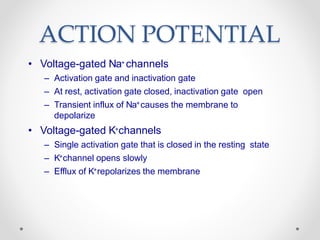 ACTION POTENTIAL
• Voltage-gated Na+ channels
– Activation gate and inactivation gate
– At rest, activation gate closed, inactivation gate open
– Transient influx of Na+causes the membrane to
depolarize
• Voltage-gated K+channels
– Single activation gate that is closed in the resting state
– K+channel opens slowly
– Efflux of K+repolarizes the membrane
 
