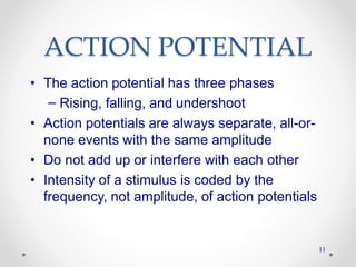 ACTION POTENTIAL
• The action potential has three phases
– Rising, falling, and undershoot
• Action potentials are always separate, all-or-
none events with the same amplitude
• Do not add up or interfere with each other
• Intensity of a stimulus is coded by the
frequency, not amplitude, of action potentials
11
 