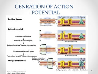 GENRATION OF ACTION
POTENTIAL
 