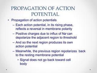 PROPAGATION OF ACTION
POTENTIAL
• Propagation of action potentials
– Each action potential, in its rising phase,
reflects a reversal in membrane polarity
– Positive charges due to influx of Na+can
depolarize the adjacent region to threshold
– And so the next region produces its own
action potential
– Meanwhile, the previous region repolarizes back
to the resting membrane potential
• Signal does not go back toward cell
body
 
