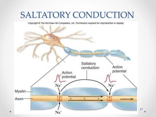 17
SALTATORY CONDUCTION
 