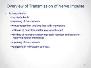 Overview of Transmission of Nerve Impulse
• Action potential
 synaptic knob
 opening of Ca+channels
neurotransmitter vesicles fuse with membrane
release of neurotransmitter into synaptic cleft
binding of neurotransmitter to protein receptor molecules on
receiving neuron membrane
opening of ion channels
triggering of new action potential.
 