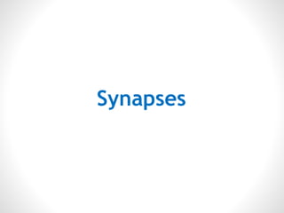 Synapses
 