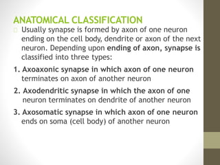ANATOMICAL CLASSIFICATION
Usually synapse is formed by axon of one neuron
ending on the cell body, dendrite or axon of the next
neuron. Depending upon ending of axon, synapse is
classified into three types:
1. Axoaxonic synapse in which axon of one neuron
terminates on axon of another neuron
2. Axodendritic synapse in which the axon of one
neuron terminates on dendrite of another neuron
3. Axosomatic synapse in which axon of one neuron
ends on soma (cell body) of another neuron
 