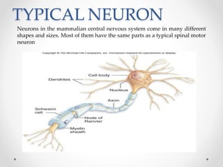 TYPICAL NEURON
Neurons in the mammalian central nervous system come in many different
shapes and sizes. Most of them have the same parts as a typical spinal motor
neuron
 