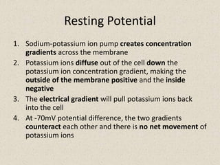 Sodium-potassium ion pump creates concentration gradients across the membranePotassium ions diffuse out of the cell down the potassium ion concentration gradient, making the outside of the membrane positive and the inside negativeThe electrical gradient will pull potassium ions back into the cellAt -70mV potential difference, the two gradients counteract each other and there is no net movement of potassium ionsResting Potential