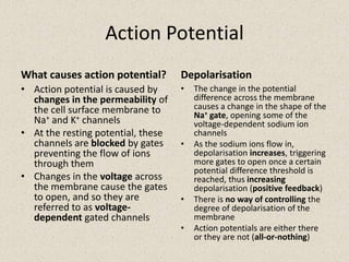 Action PotentialWhat causes action potential?The change in the potential difference across the membrane causes a change in the shape of the Na+ gate, opening some of the voltage-dependent sodium ion channelsAs the sodium ions flow in, depolarisation increases, triggering more gates to open once a certain potential difference threshold is reached, thus increasing depolarisation (positive feedback)There is no way of controlling the degree of depolarisation of the membraneAction potentials are either there or they are not (all-or-nothing)Action potential is caused by changes in the permeability of the cell surface membrane to Na+ and K+ channelsAt the resting potential, these channels are blocked by gates preventing the flow of ions through themChanges in the voltage across the membrane cause the gates to open, and so they are referred to as voltage-dependent gated channelsDepolarisation