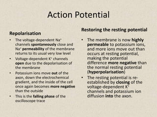 Action PotentialRepolarisationThe voltage-dependent Na+ channels spontaneously close and Na+permeability of the membrane returns to its usual very low level