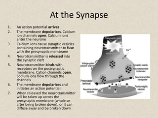 Voltage-dependent K+ channels open due to the depolarisation of the membrane