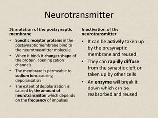 This is the falling phase of the oscilloscope traceRestoring the resting potentialThe membrane is now highly permeable to potassium ions, and more ions move out than occurs at resting potential, making the potential difference more negative than the normal resting potential (hyperpolarisation)The resting potential is re-established by closing of the voltage-dependent K+ channels and potassium ion diffusion into the axon.