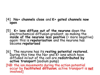 Nerve impulse synapses | PPT